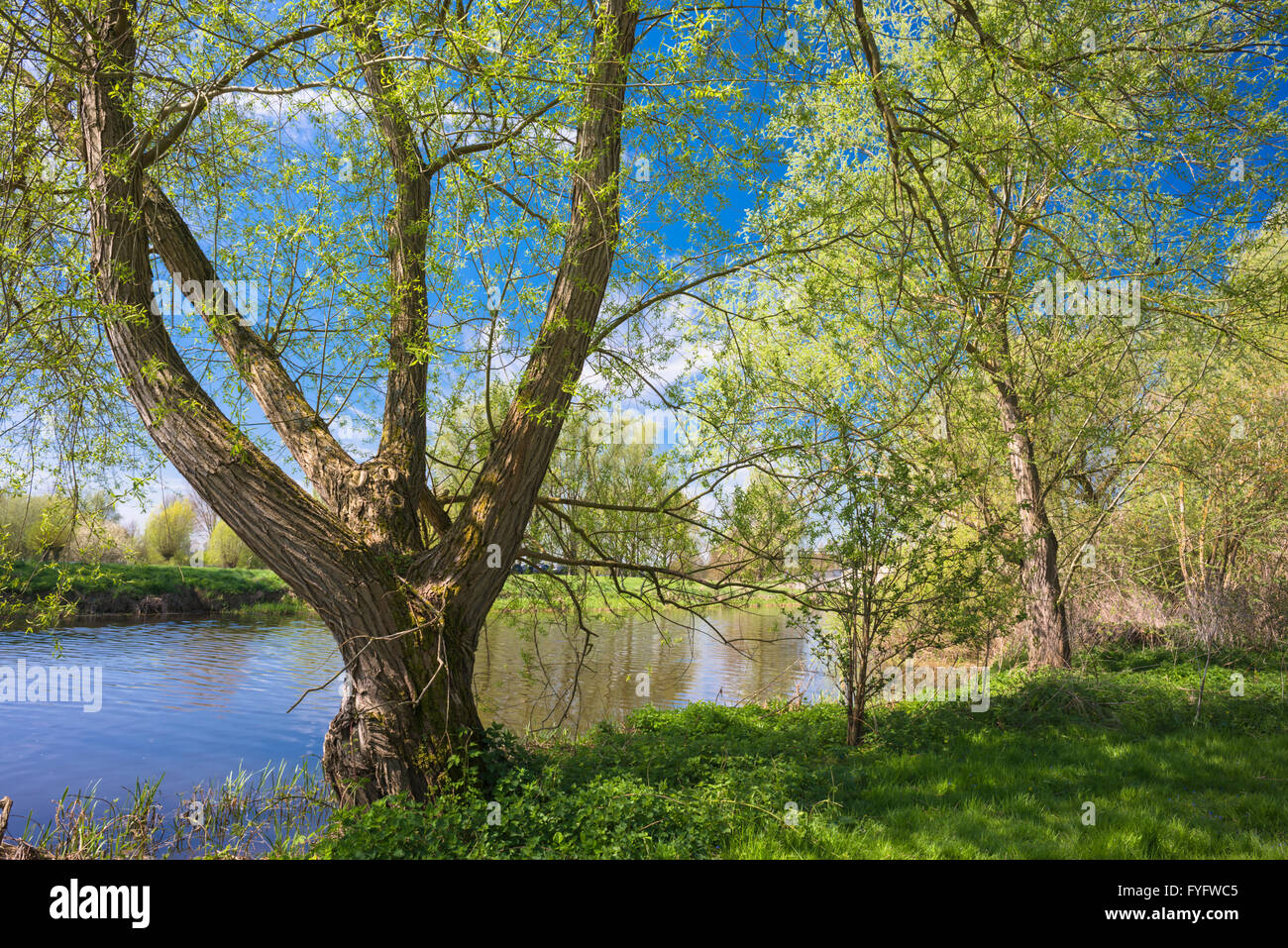 Willow tree river spring hires stock photography and images Alamy