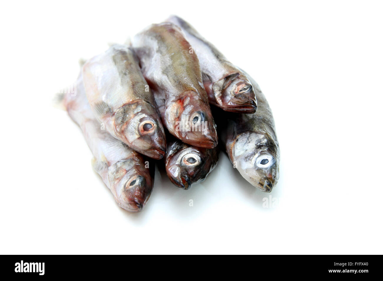 Capelin fish isolated on the white background Stock Photo