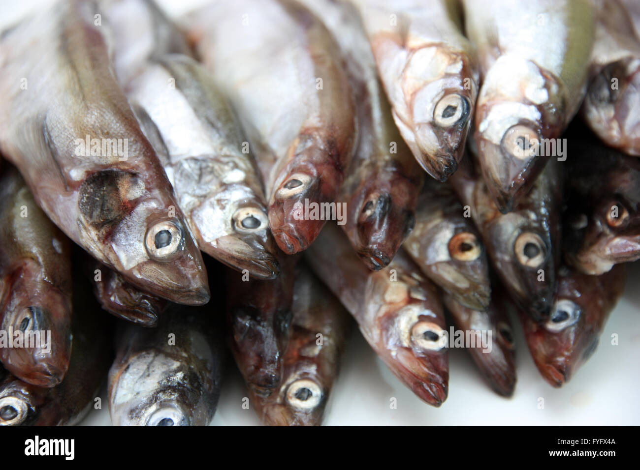 Capelin fish hi-res stock photography and images - Alamy