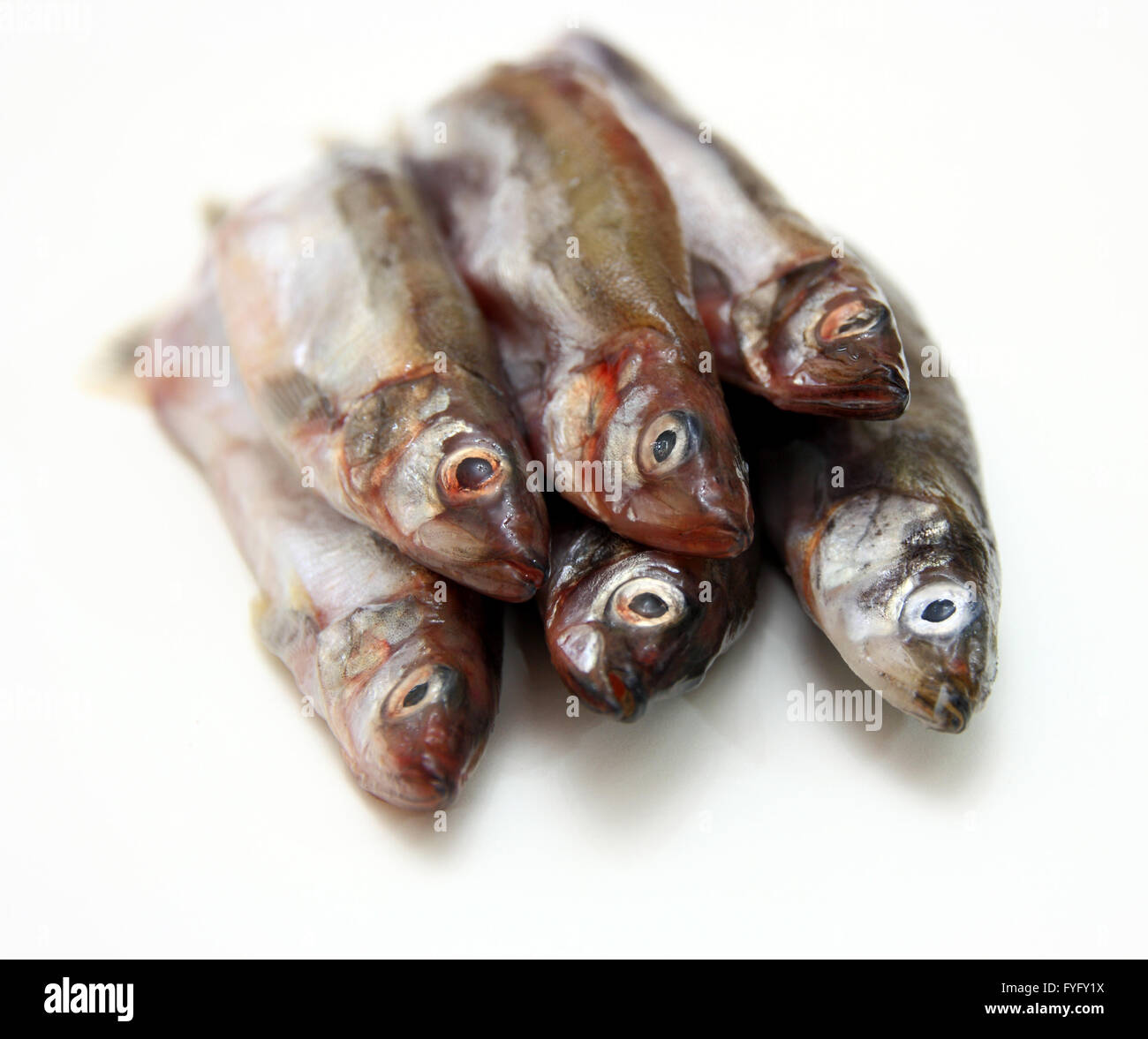 Capelin fish isolated on the white background Stock Photo