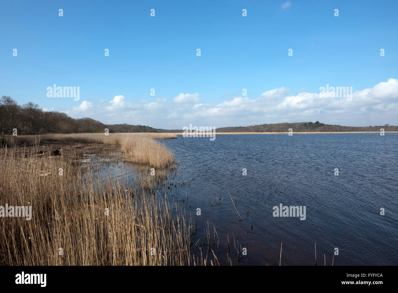 Benacre nature reserve suffolk england hi-res stock photography and ...