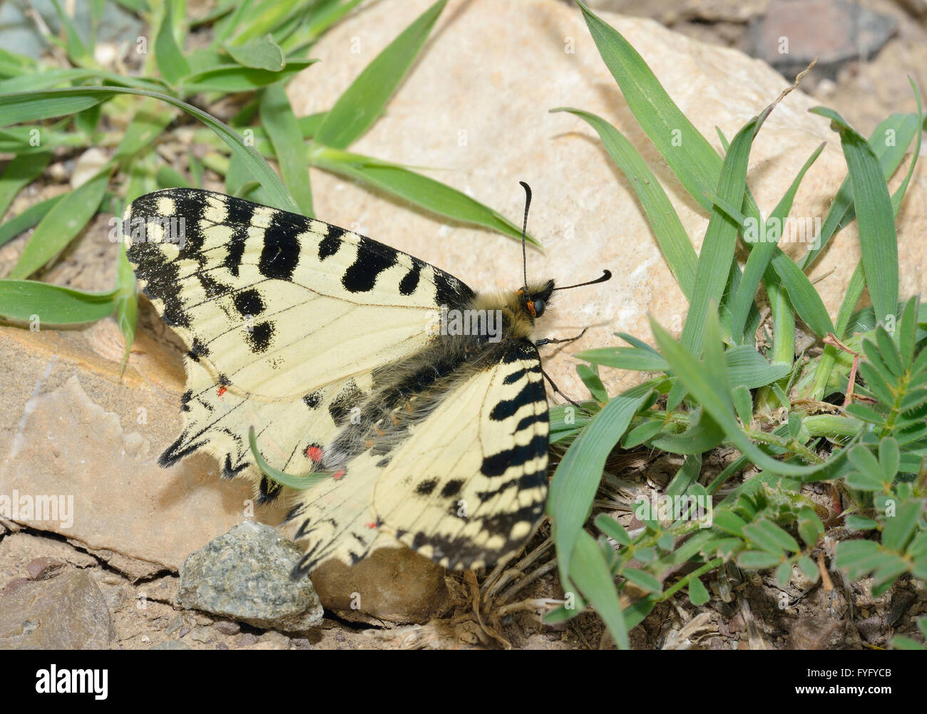 Eastern Festoon Butterfly Allancastria (Zerynthia) cerisyi Endemic