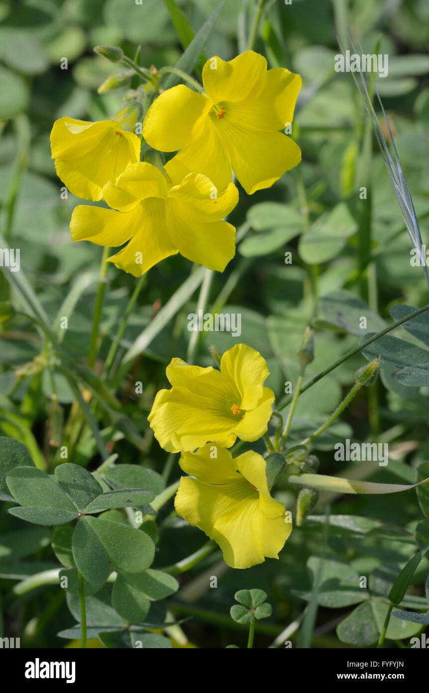Bermuda Buttercup - Oxalis pes-caprae Widespread introduced flower in Cyprus Stock Photo