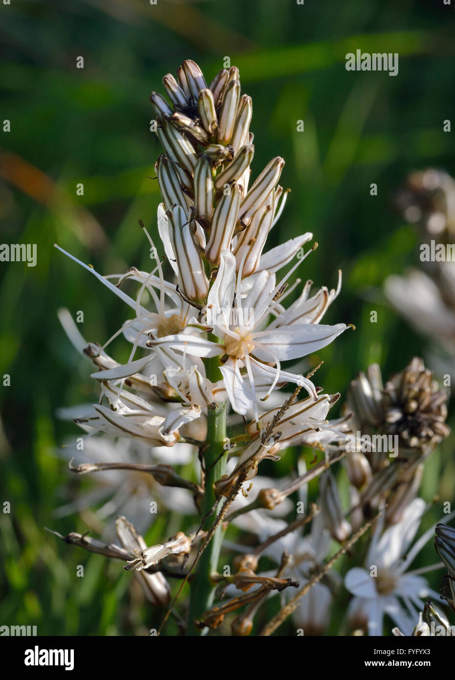 Common Asphodel - Asphodelus microcarpus Tall Mediterranean Wild Flower Stock Photo