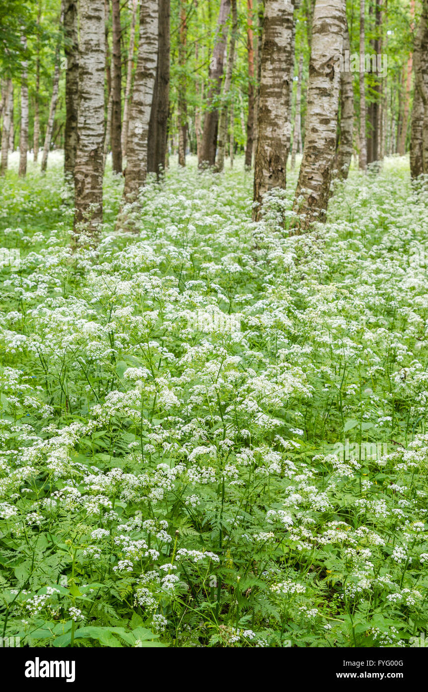 Blossoming yarrow in a birchwood, June. Nature background Stock Photo