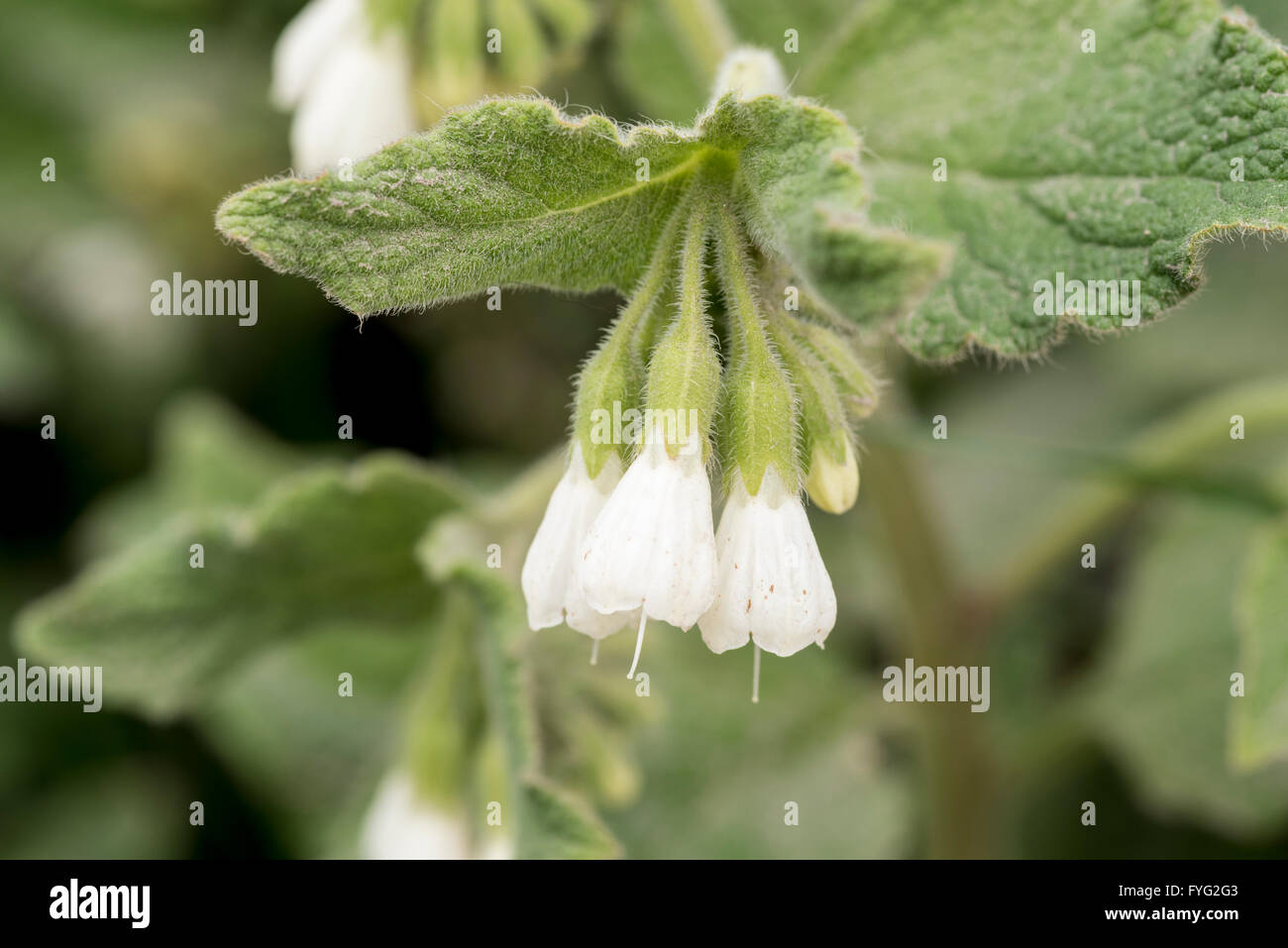 Flowers of White Comfrey Stock Photo