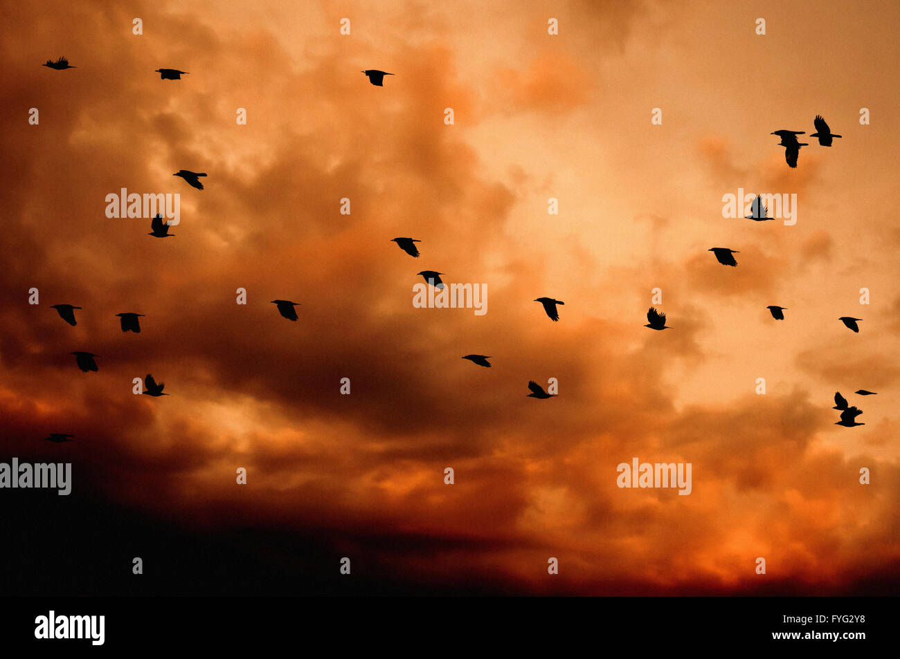 flock of crows flying over a dramatic red sunset Stock Photo - Alamy