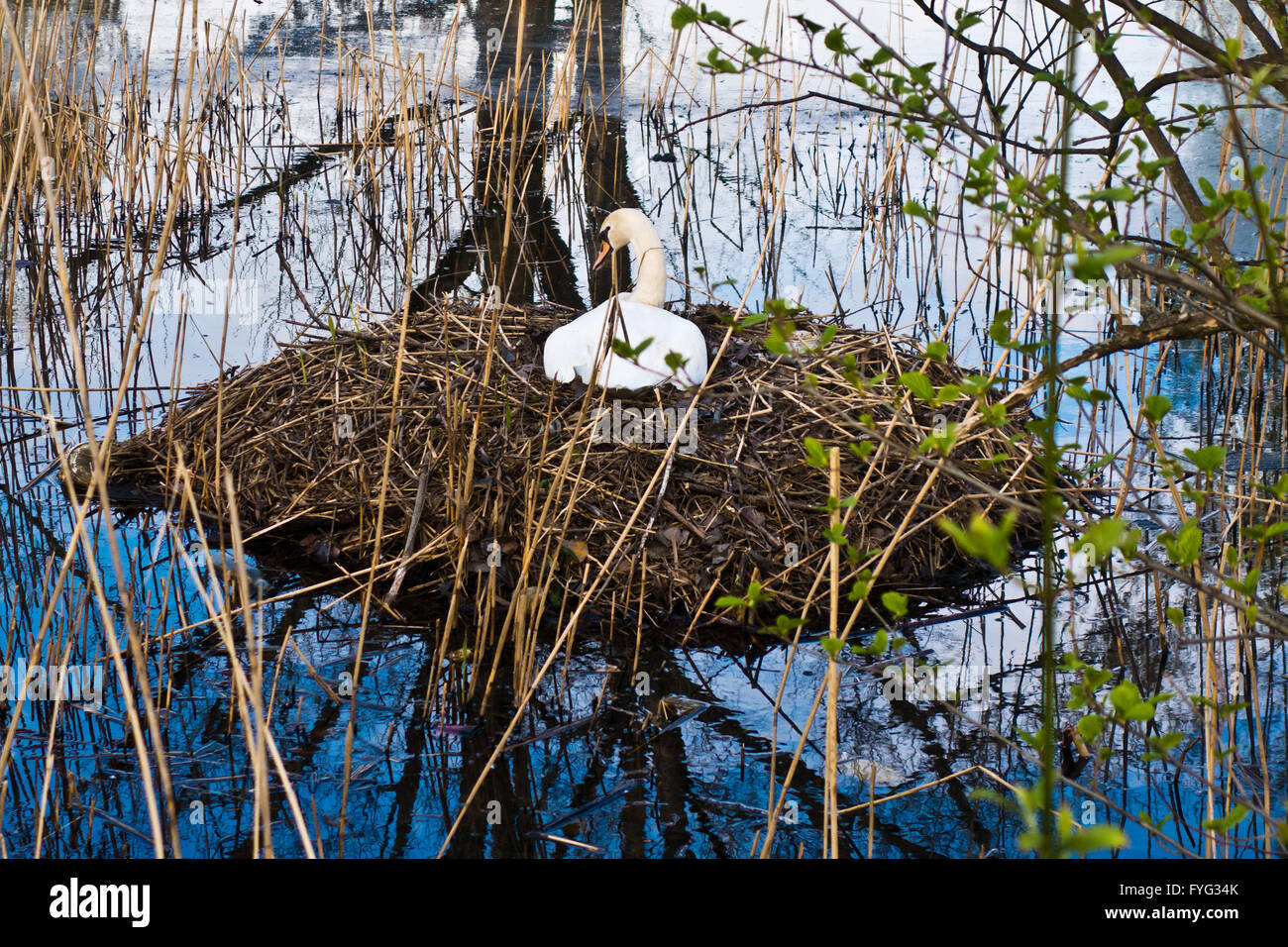 a white mute swan nesting Stock Photo