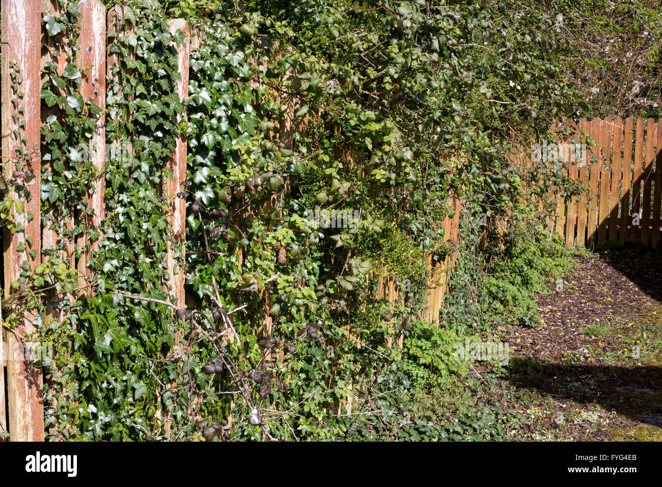 Ivy and brambles growing through garden fence Stock Photo