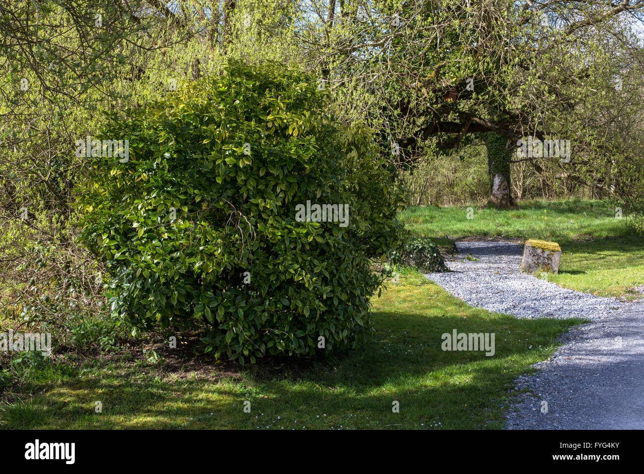 Green bush and gravel path, County Limerick Ireland Stock Photo
