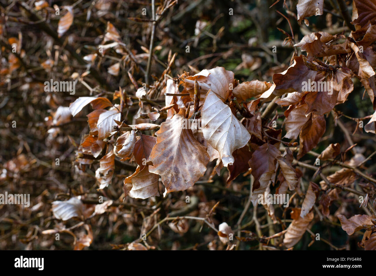 Brown dead leaves on a hedge Stock Photo