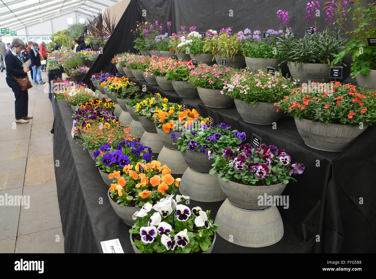 A Woman Looking at Flower Displays in the Plant Pavilion at the Harrogate Spring Flower Show. Yorkshire UK. Stock Photo