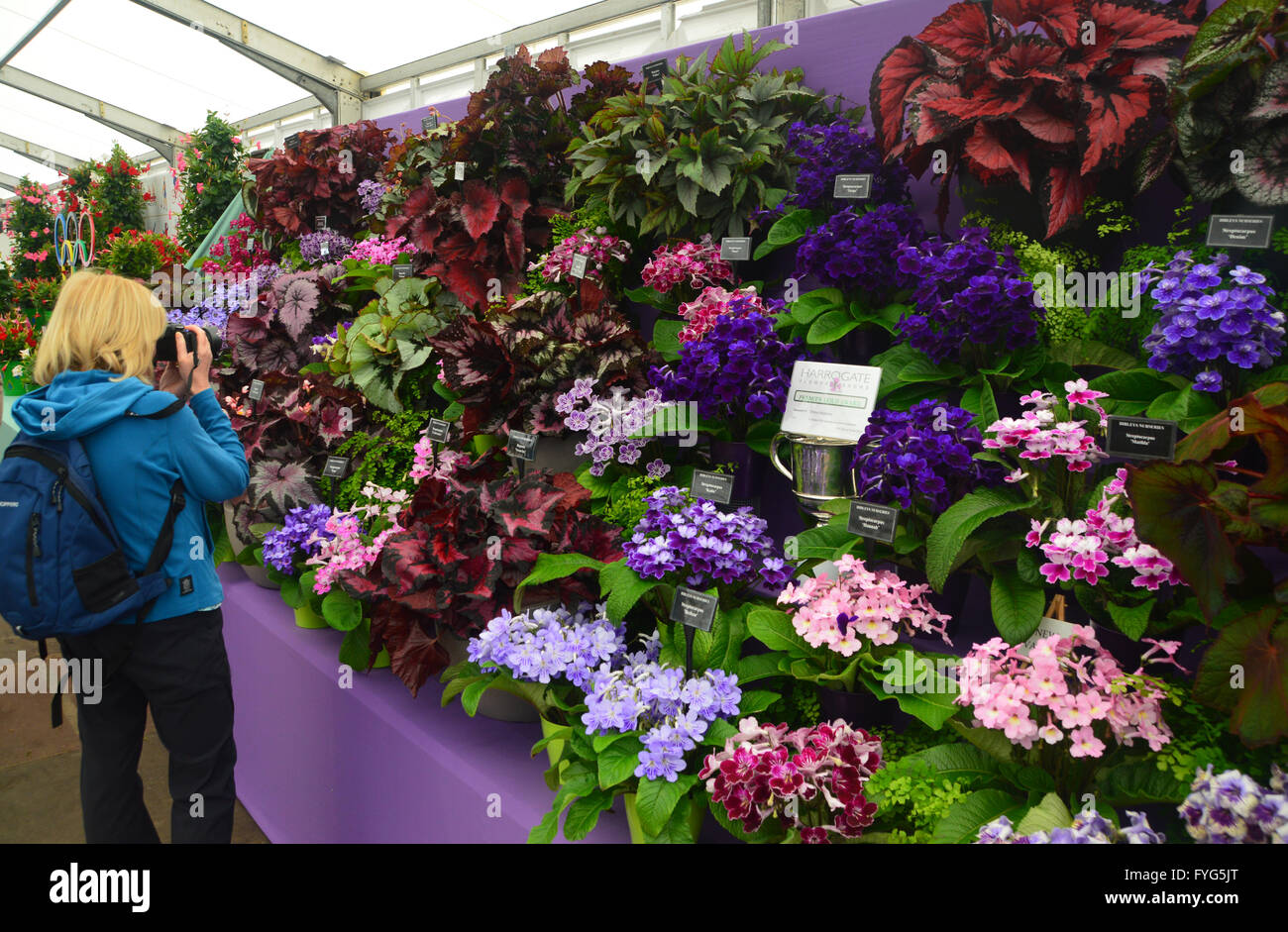 Lady Taking Photos of Houseplants on Display in the Plant Pavilion at the Harrogate Spring Flower Show. Yorkshire UK. Stock Photo