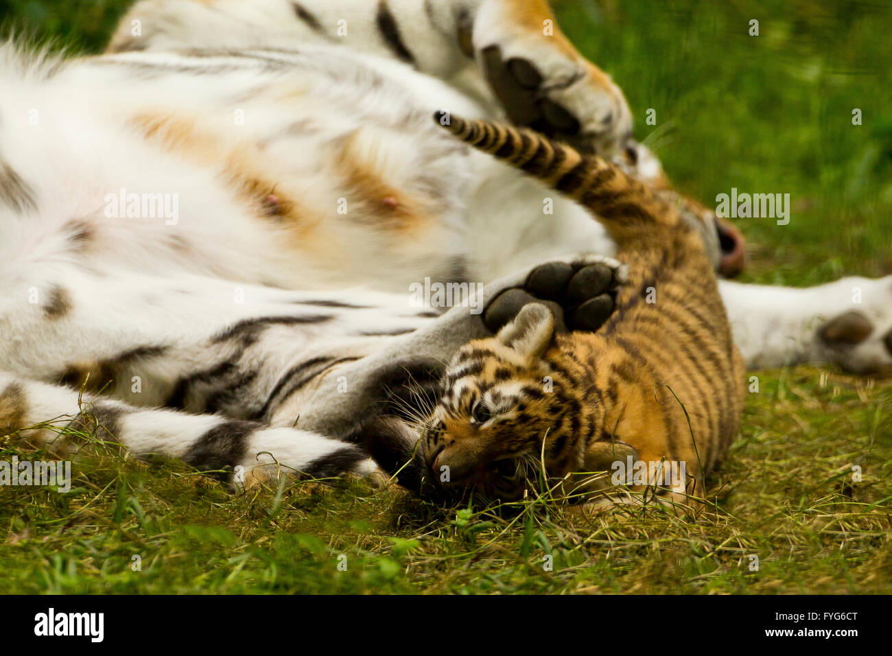 Nothing beats a mother's love. . . . #wild #animals #tiger