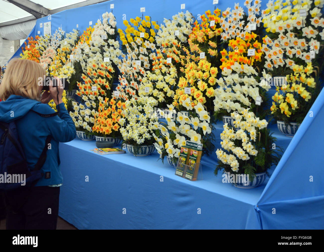 Lady Taking Photos of Daffodils on Display in the Plant Pavilion at the Harrogate Spring Flower Show. Yorkshire UK. Stock Photo