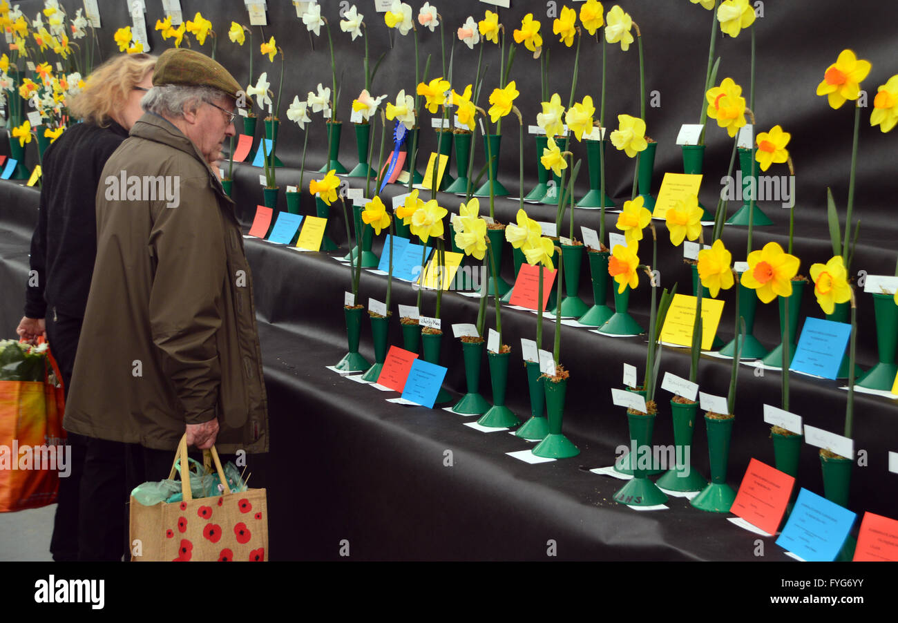 An Elderly Couple Looking at a Display of Daffodils in the Plant Pavilion at the Harrogate Spring Flower Show. Yorkshire UK. Stock Photo