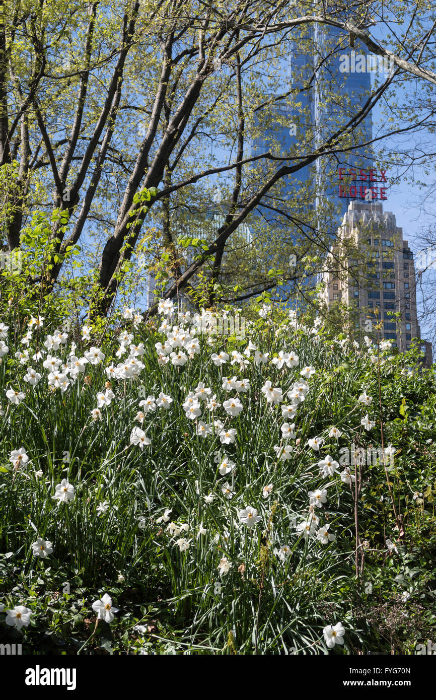 Springtime In New York Destination relaxation leisure green trees leafage central park hi-res ...