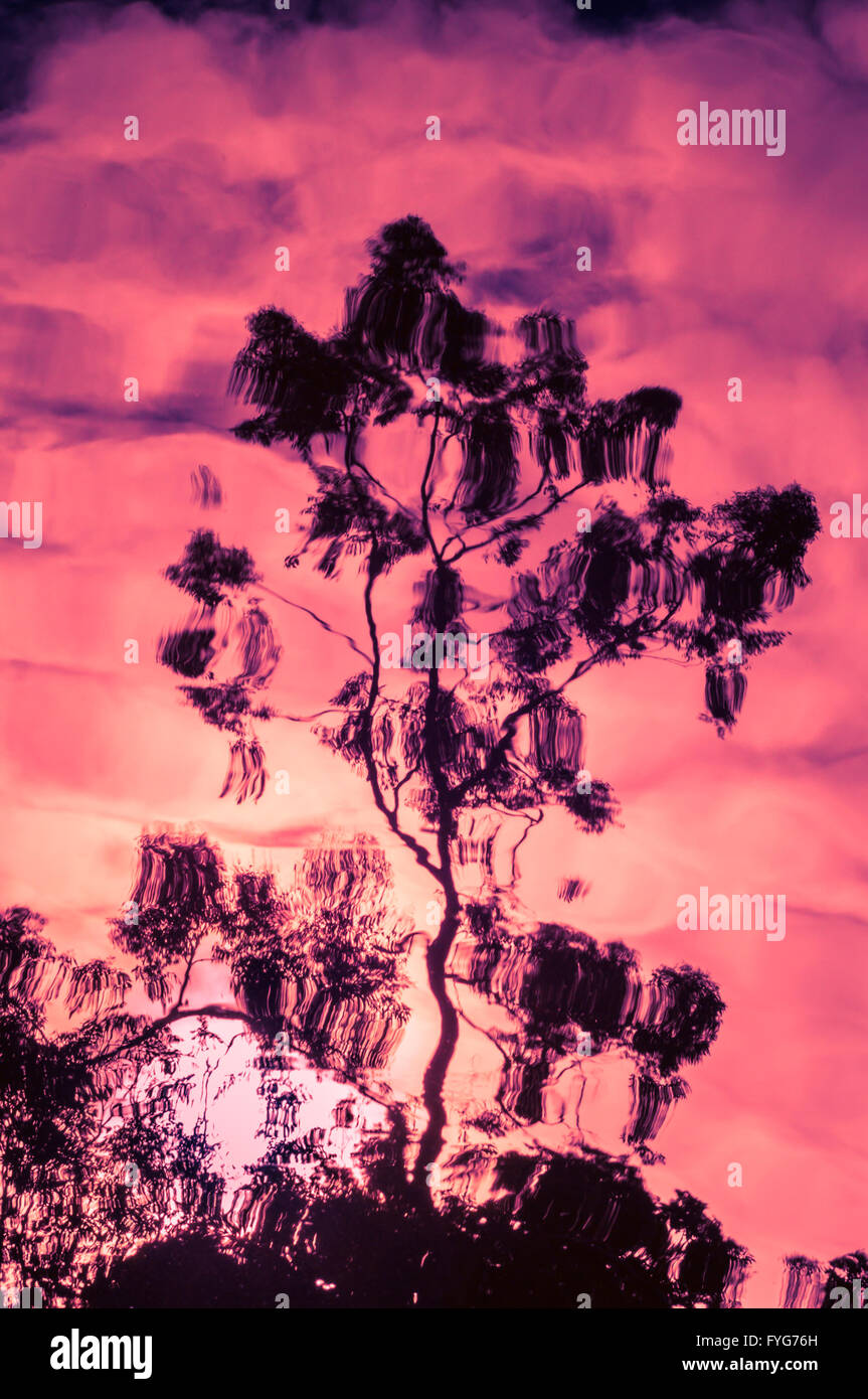 The reflection of a tree on the surface of a pond Stock Photo - Alamy