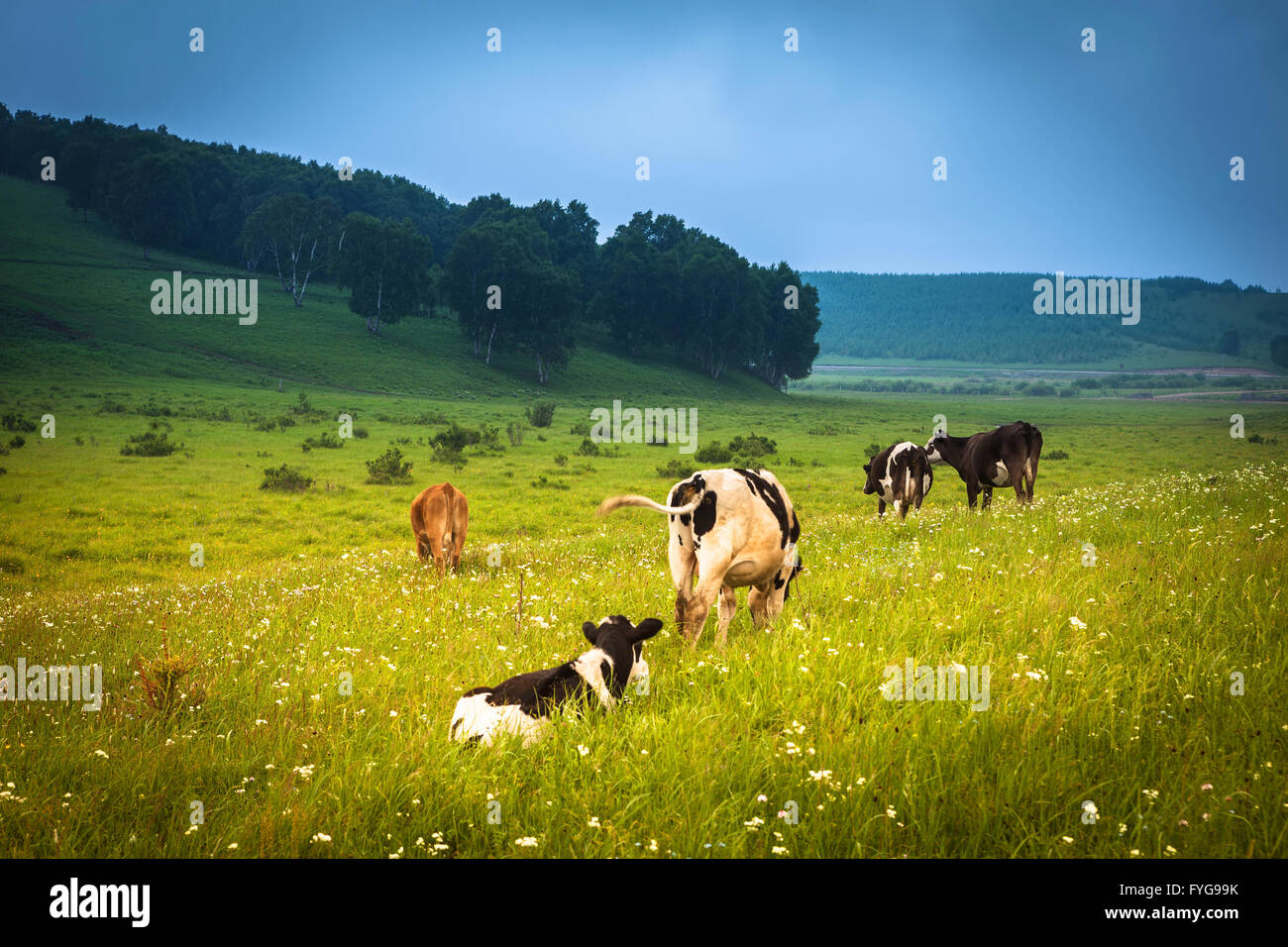 Cows grazing on a green summer meadow Stock Photo - Alamy