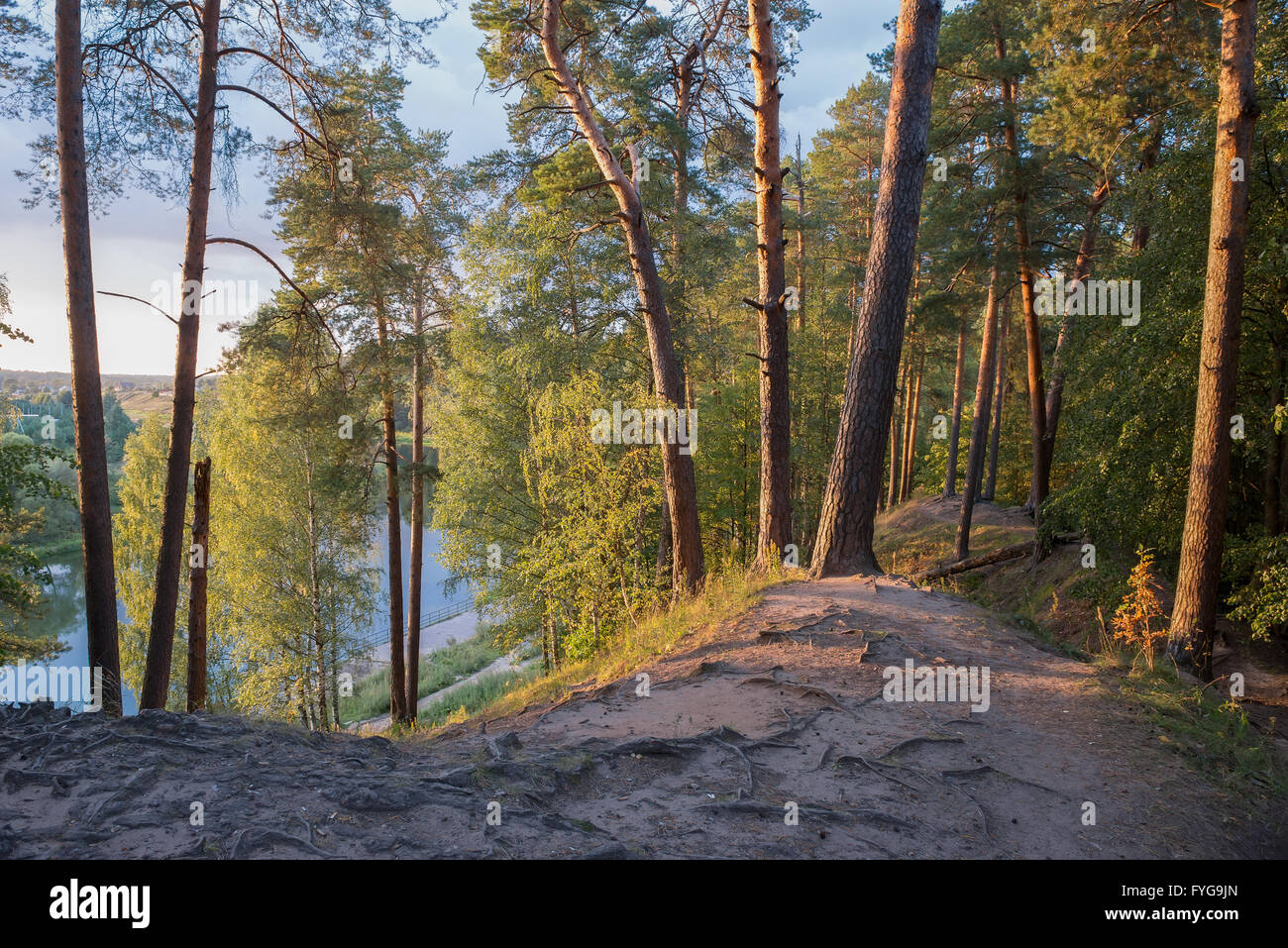 Beautiful pine stand on the high bank of the river Stock Photo - Alamy