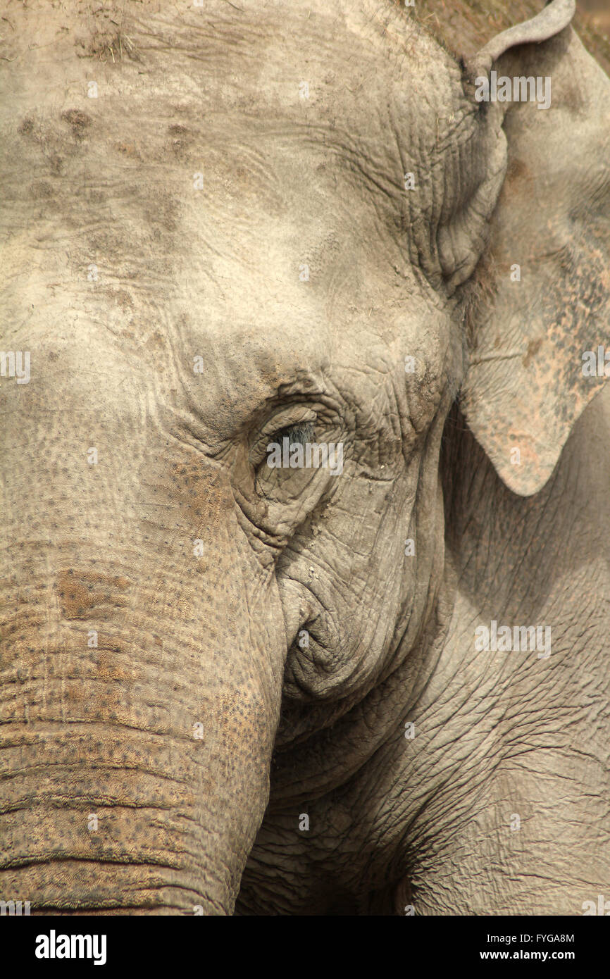 Elefant portrait hi-res stock photography and images - Alamy