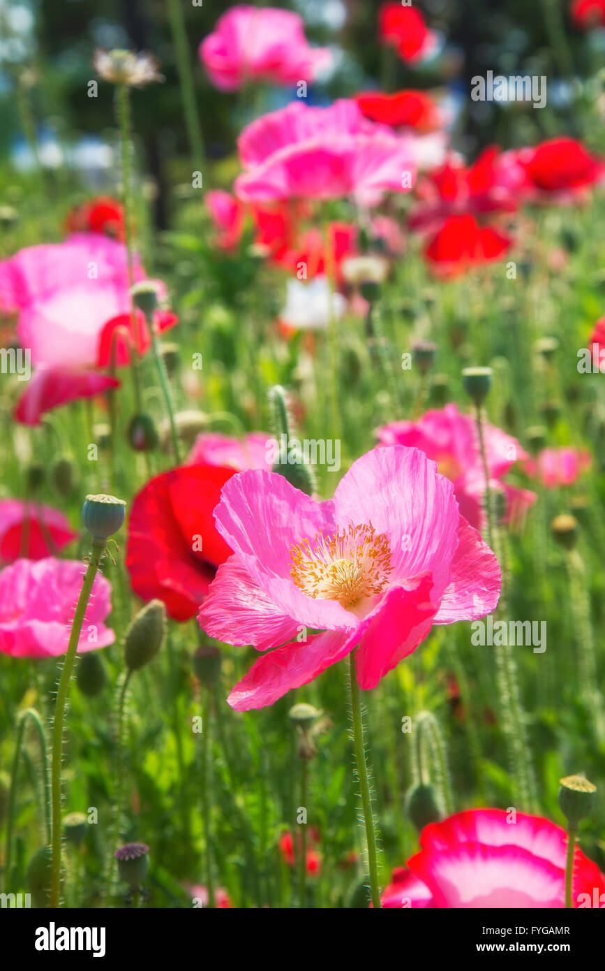 Poppies, flowers, pink Stock Photo - Alamy