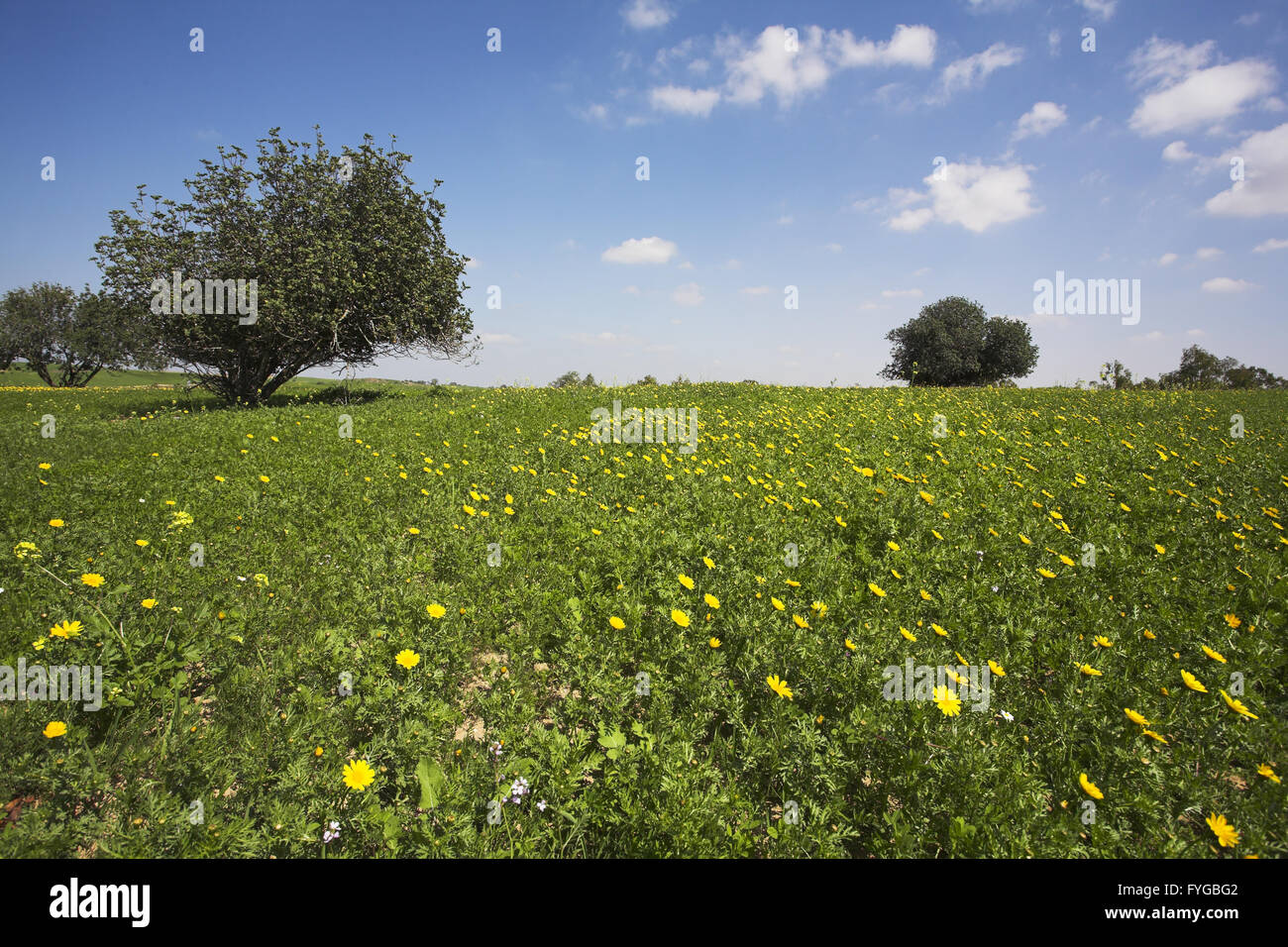 Midday on blossoming hills of hot coast of sea - grass, flowers and trees Stock Photo