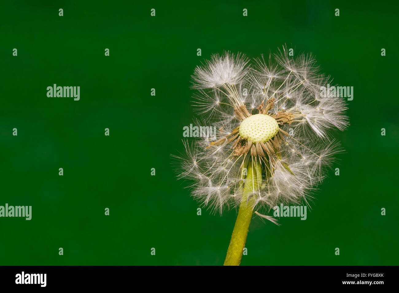 Dandelion Seed Blowball at Wind Stock Photo