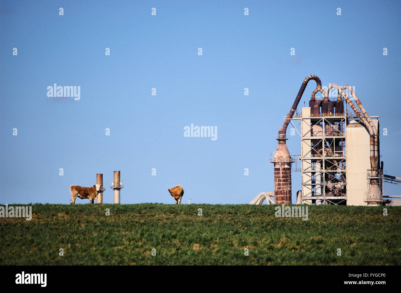 Cows grazing near a cement factory in Buda, TX Stock Photo