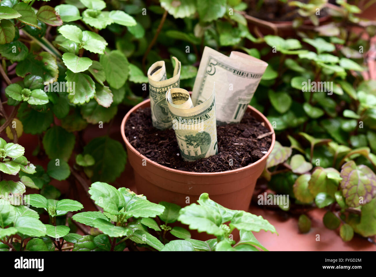 some dollar bills in a brown plant pot next to a Plectranthus verticillatus plant, considered in some countries as a money plant Stock Photo