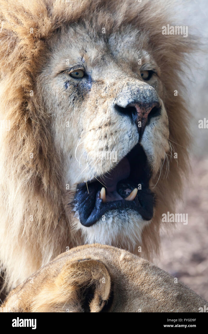A portrait view of a male African lion Stock Photo