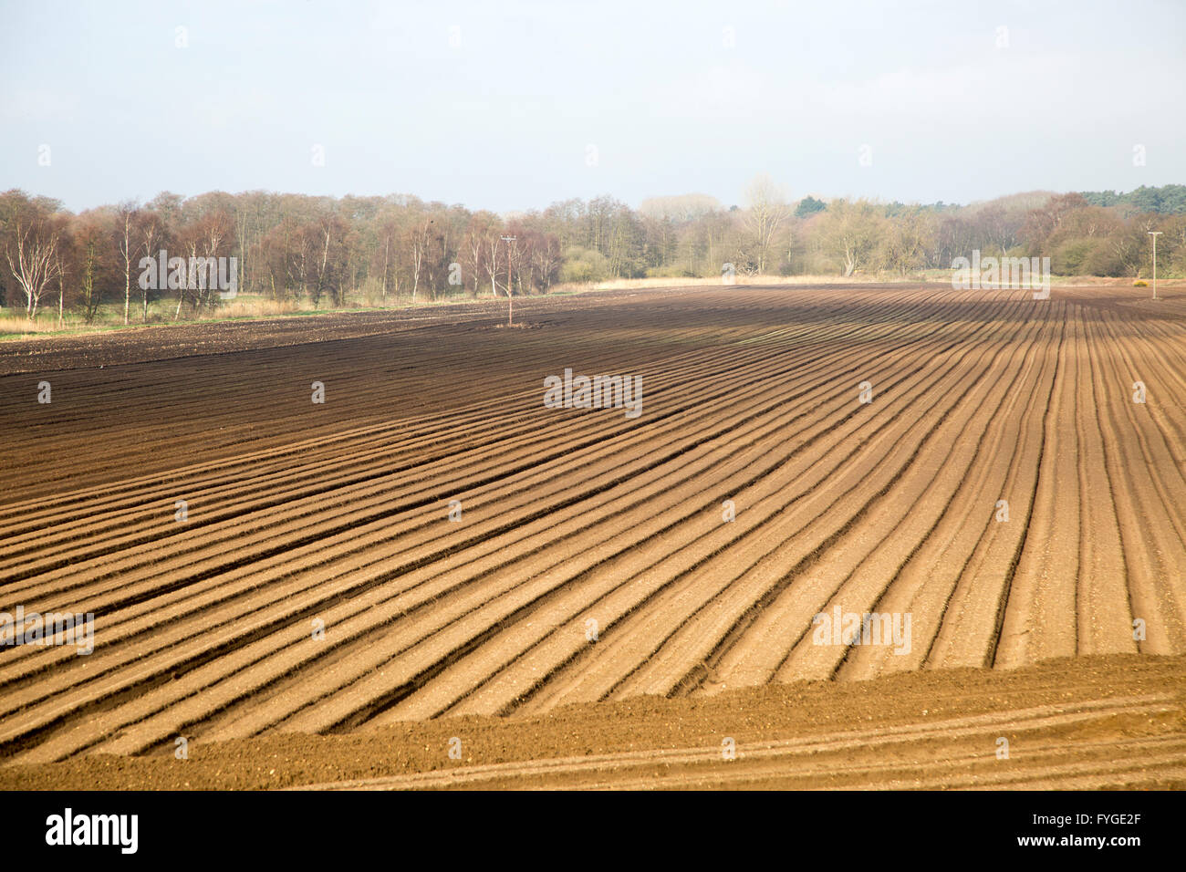 Rows made in sandy soil in field prepared for cultivation, Suffolk Sandlings landscape, Butley, Suffolk, England, UK Stock Photo