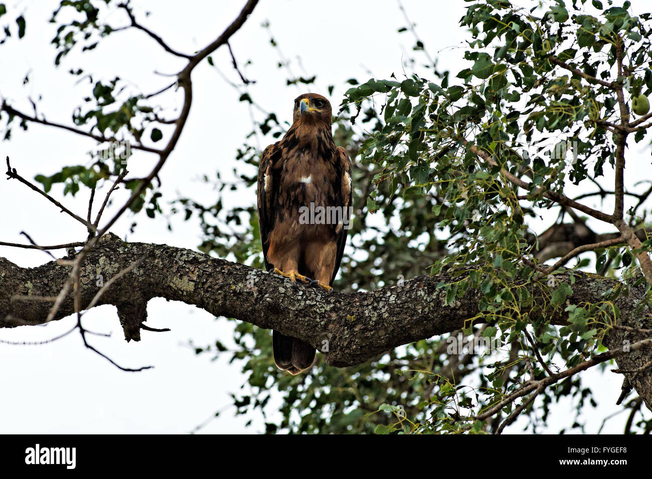 Wahlberg's Eagle ( Aquila wahlbergi ) Perched on tree branch,  Kruger National Park South Africa Stock Photo