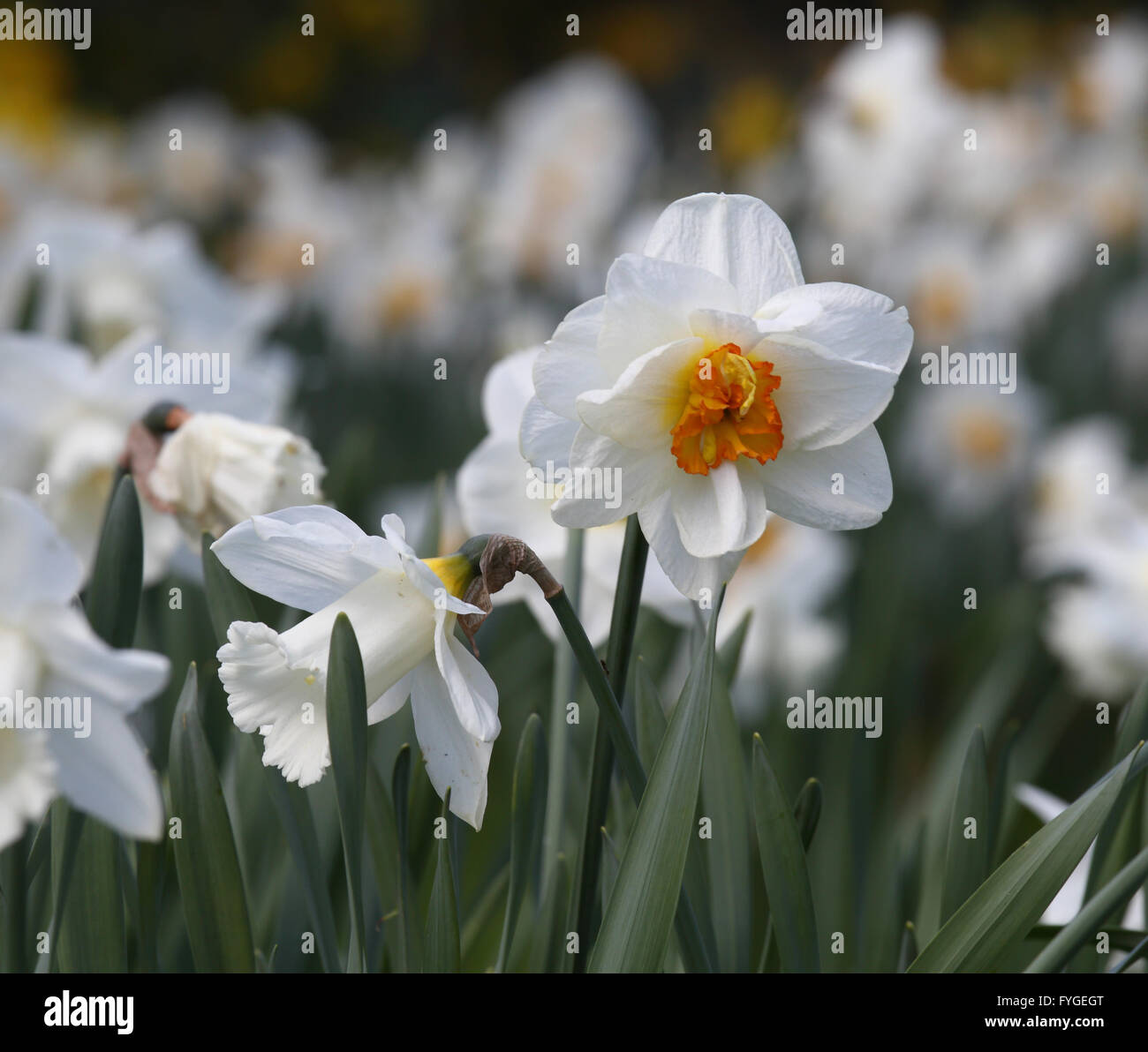 White Narcissus with 'pheasant's eye' trumpet, Narcissus poeticus Stock Photo