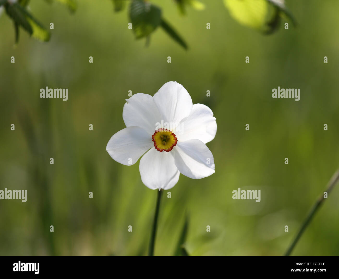 Single white narcissus, Narcissus poeticus, in the foreground with blurred greenery in the background Stock Photo