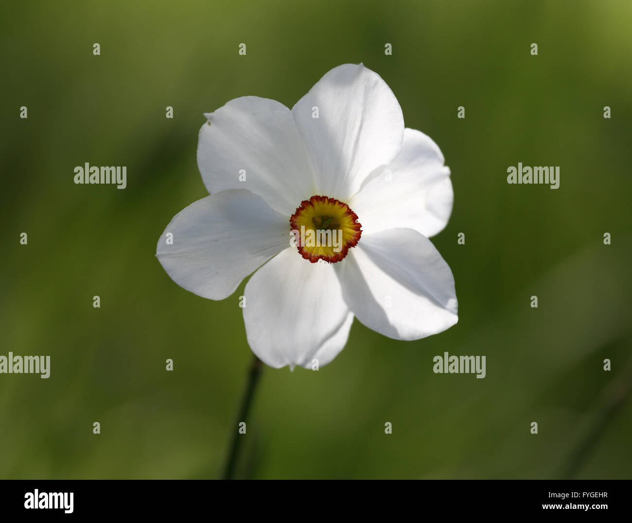 Single white narcissus, Narcissus poeticus, in the foreground with blurred greenery in the background Stock Photo