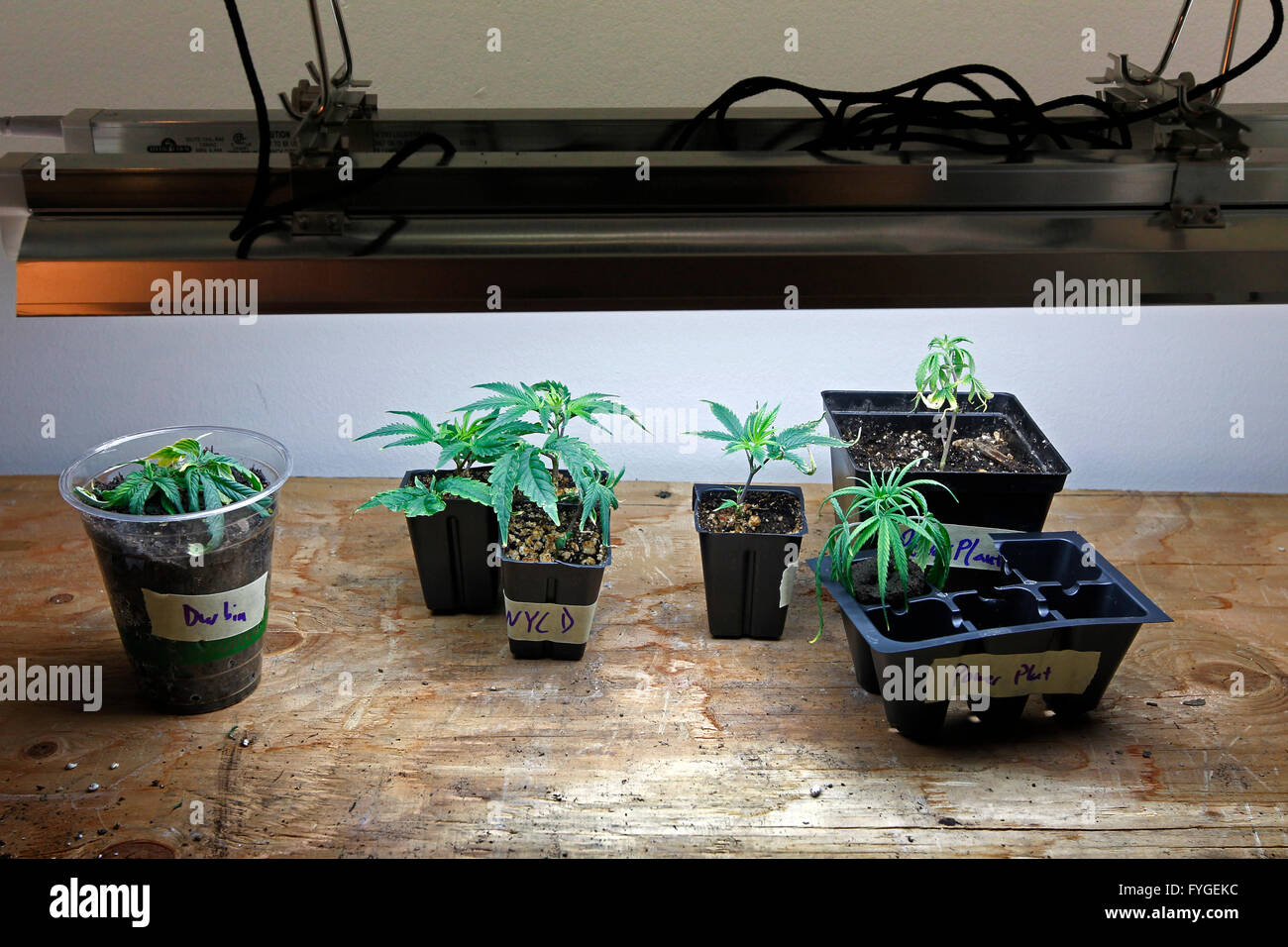 Different types of marijuana plants growing at the Boulder Vital Herbs