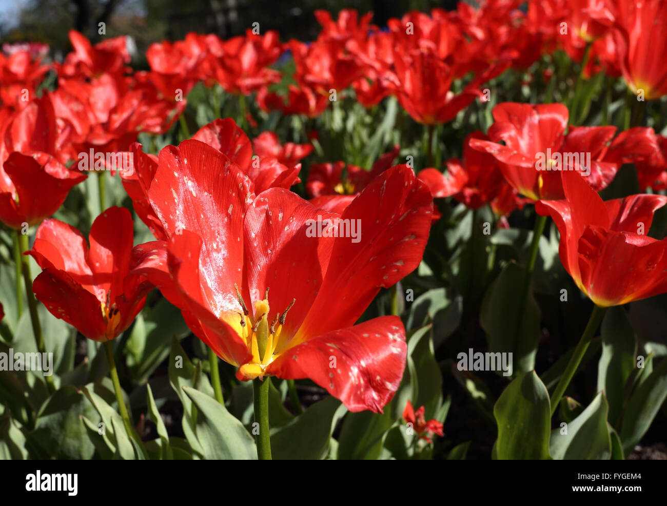 Spring tulips in formal beds Stock Photo - Alamy