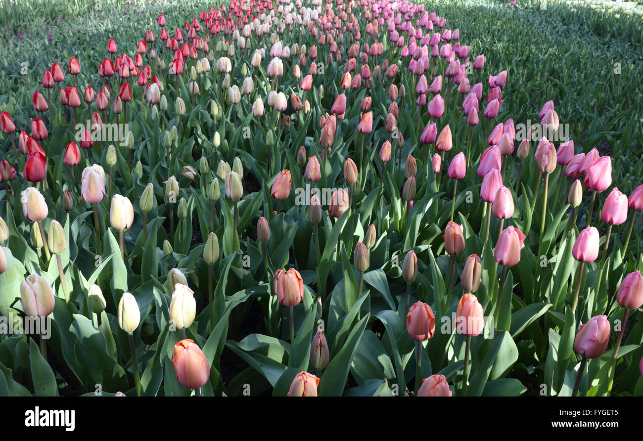 Formal flowers hi-res stock photography and images - Alamy