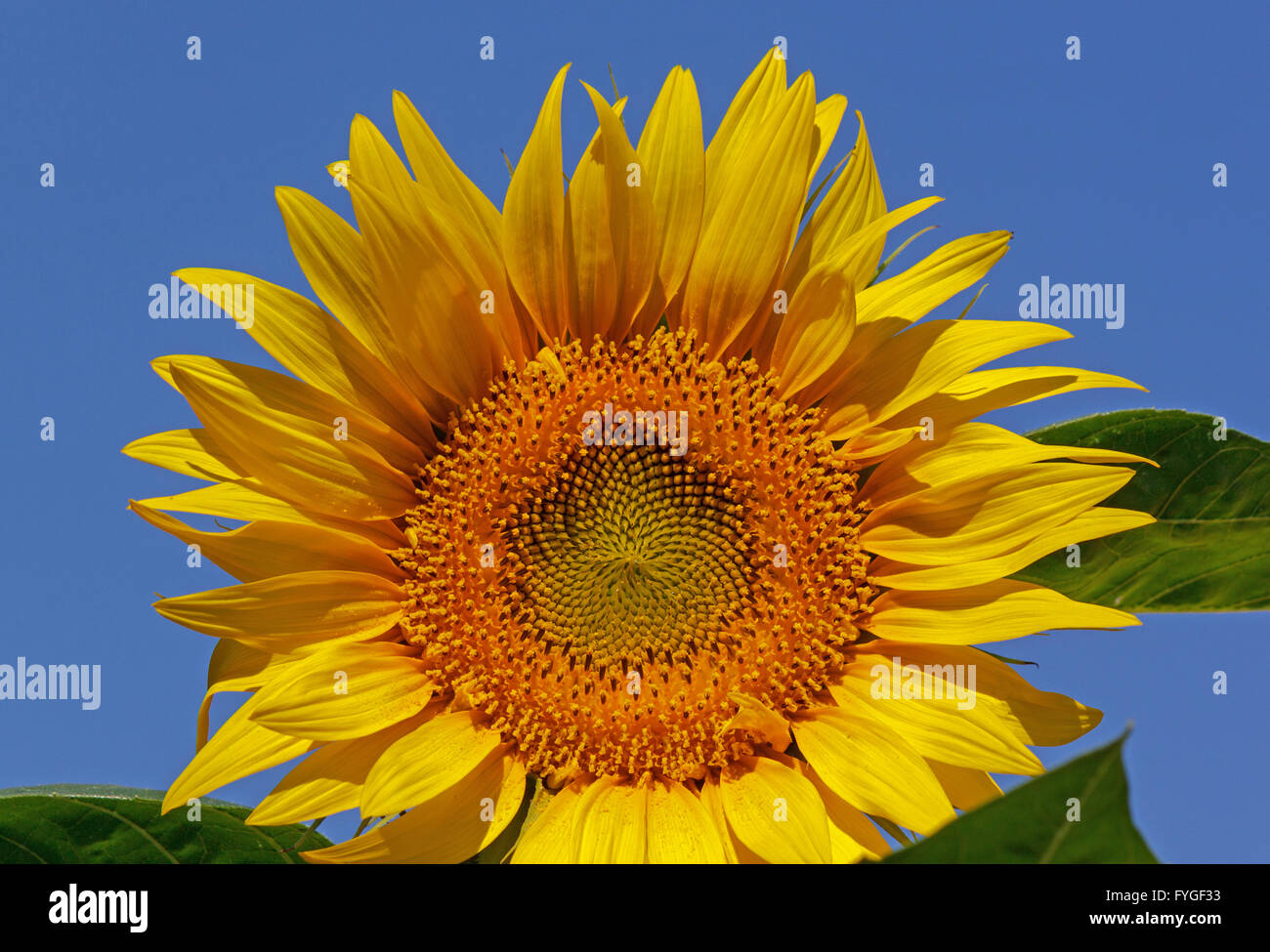 Close up of sunflower hi-res stock photography and images - Alamy