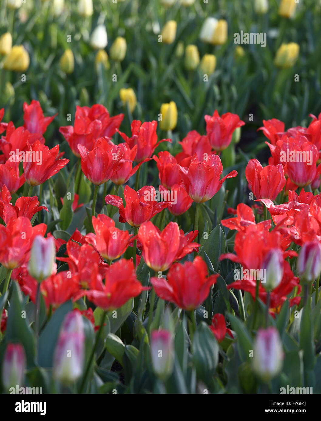 Formal beds hi-res stock photography and images - Alamy
