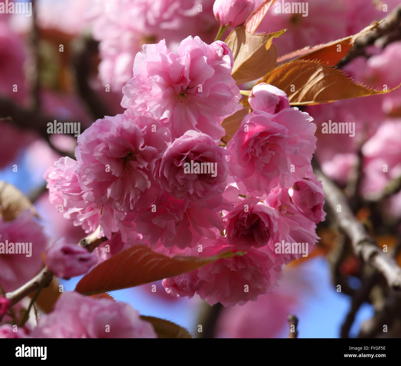 Pink Cherry blossom against a blue sky Stock Photo - Alamy