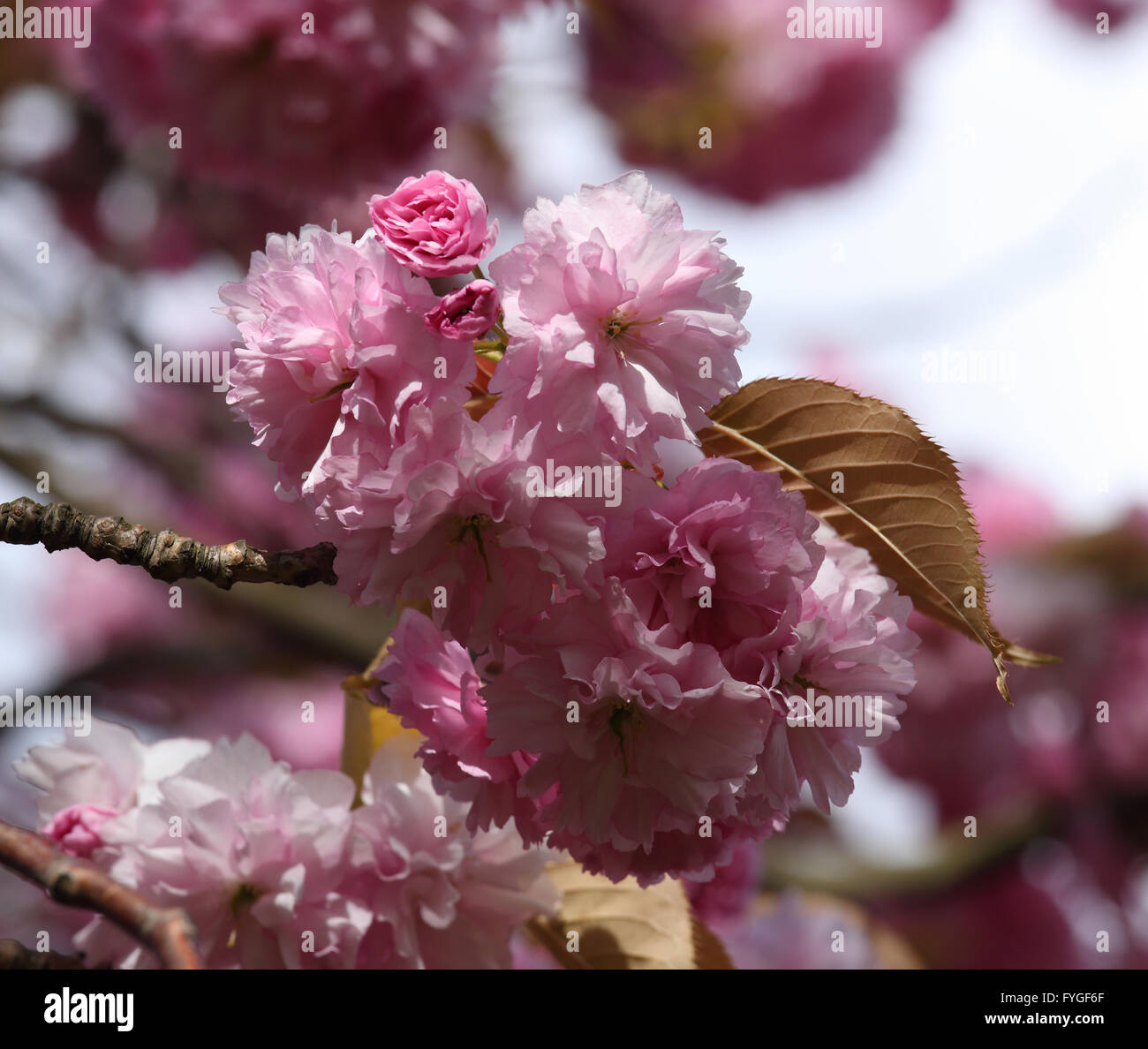 Pink Cherry blossom against a blue sky Stock Photo - Alamy
