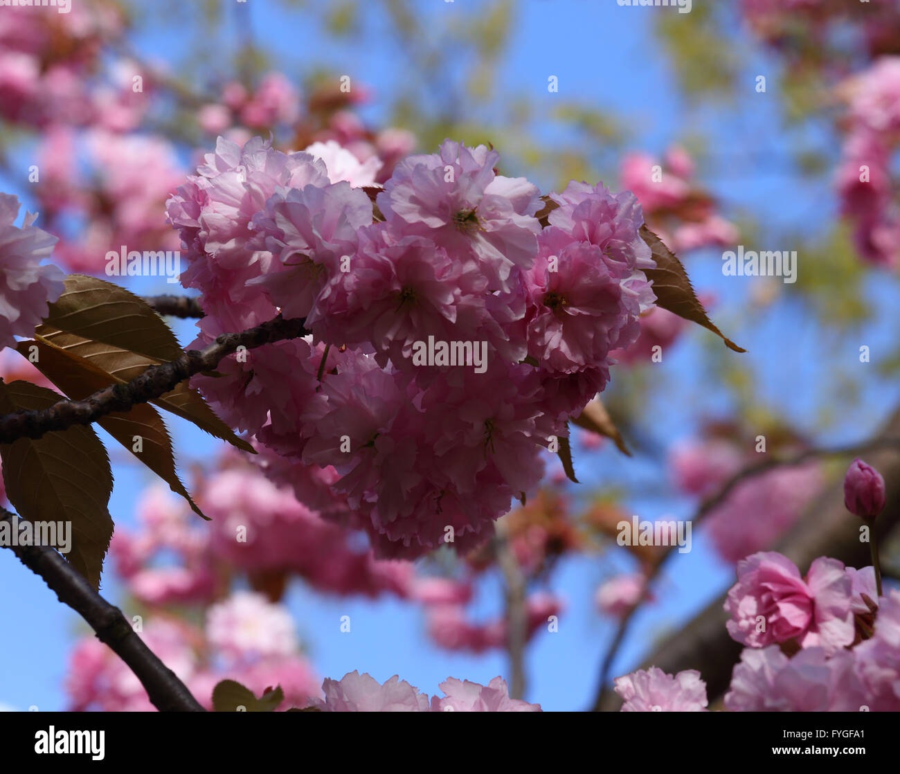 Pink Cherry blossom against a blue sky Stock Photo - Alamy