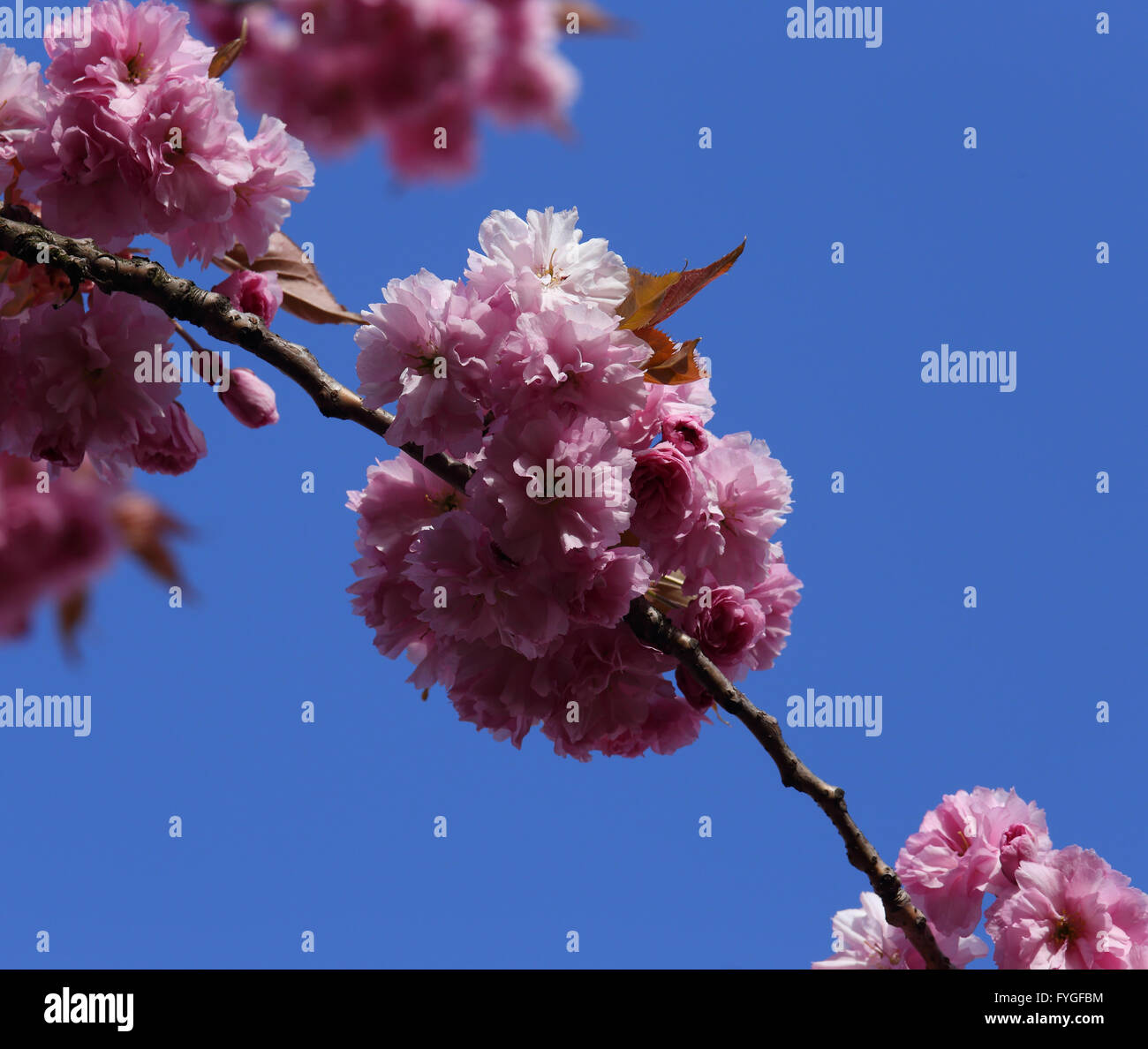 Pink Cherry blossom against a blue sky Stock Photo - Alamy