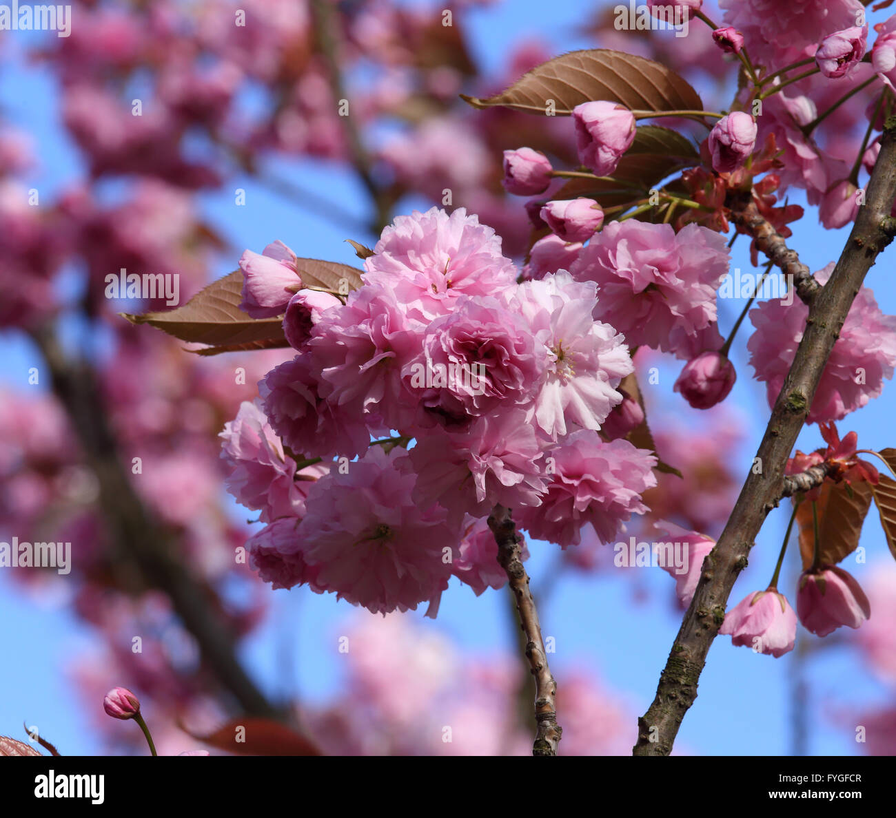 Pink Cherry blossom against a blue sky Stock Photo - Alamy