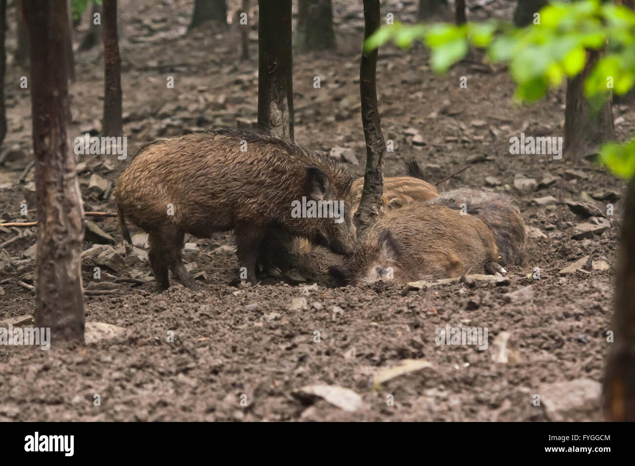wild boar family in their natural environment Stock Photo