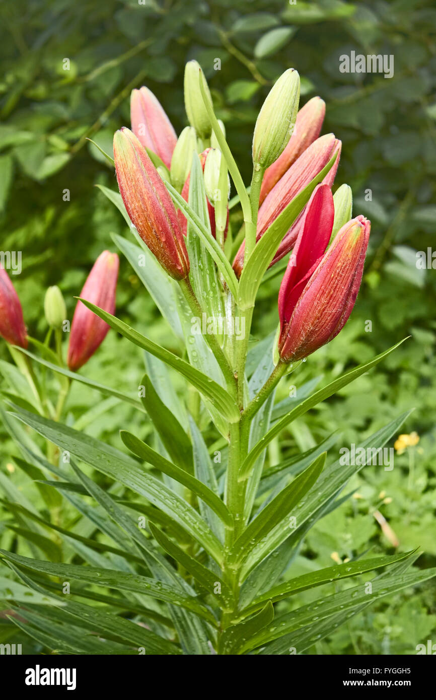 Lily buds opened on flower bed Stock Photo