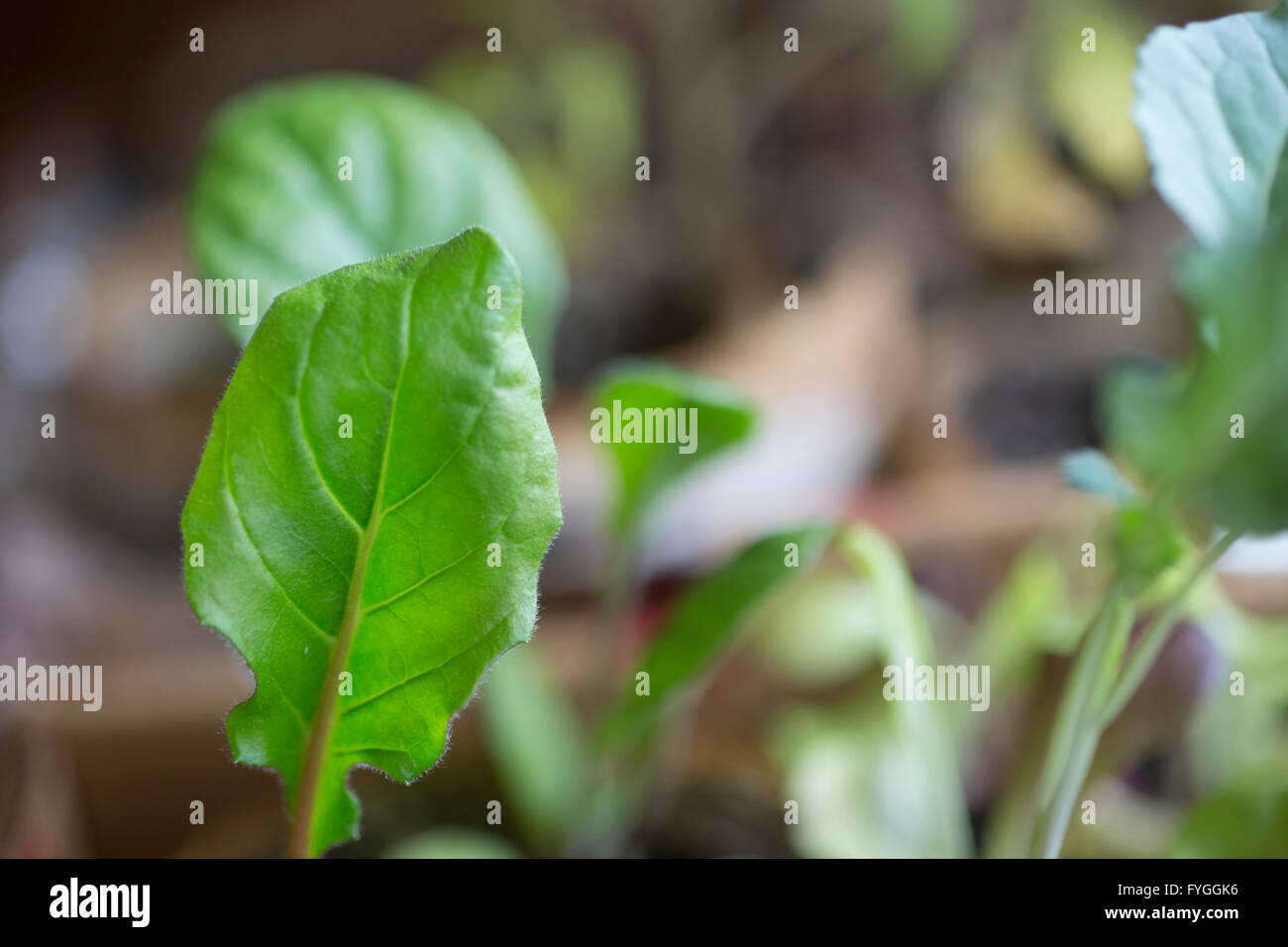 Gerber Daisy Leaf Stock Photo Alamy