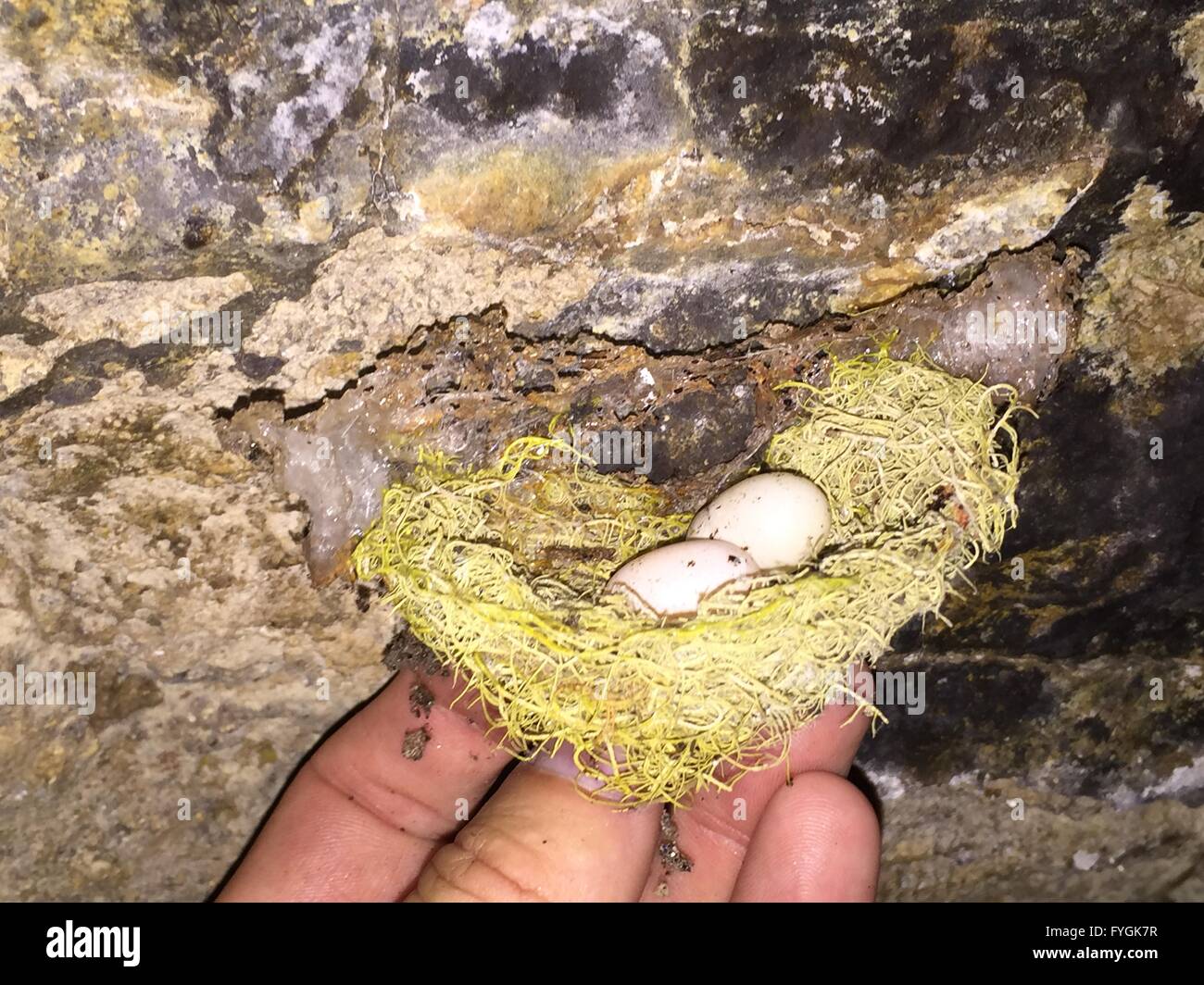 Swiftlet Stock Photos &amp; Swiftlet Stock Images - Alamy